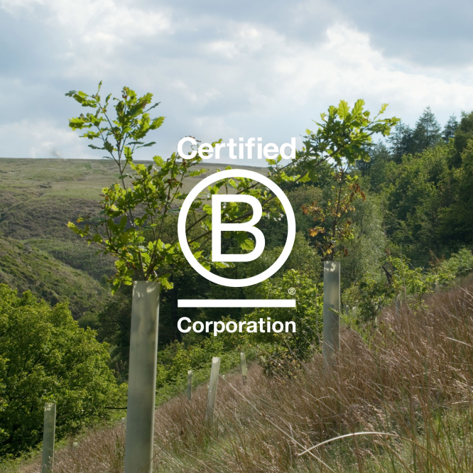 Progress Packaging B Corp Environment Replanting Trees Regeneration 02