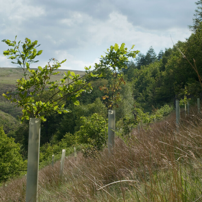 Progress Packaging B Corp Environment Replanting Trees Regeneration 03